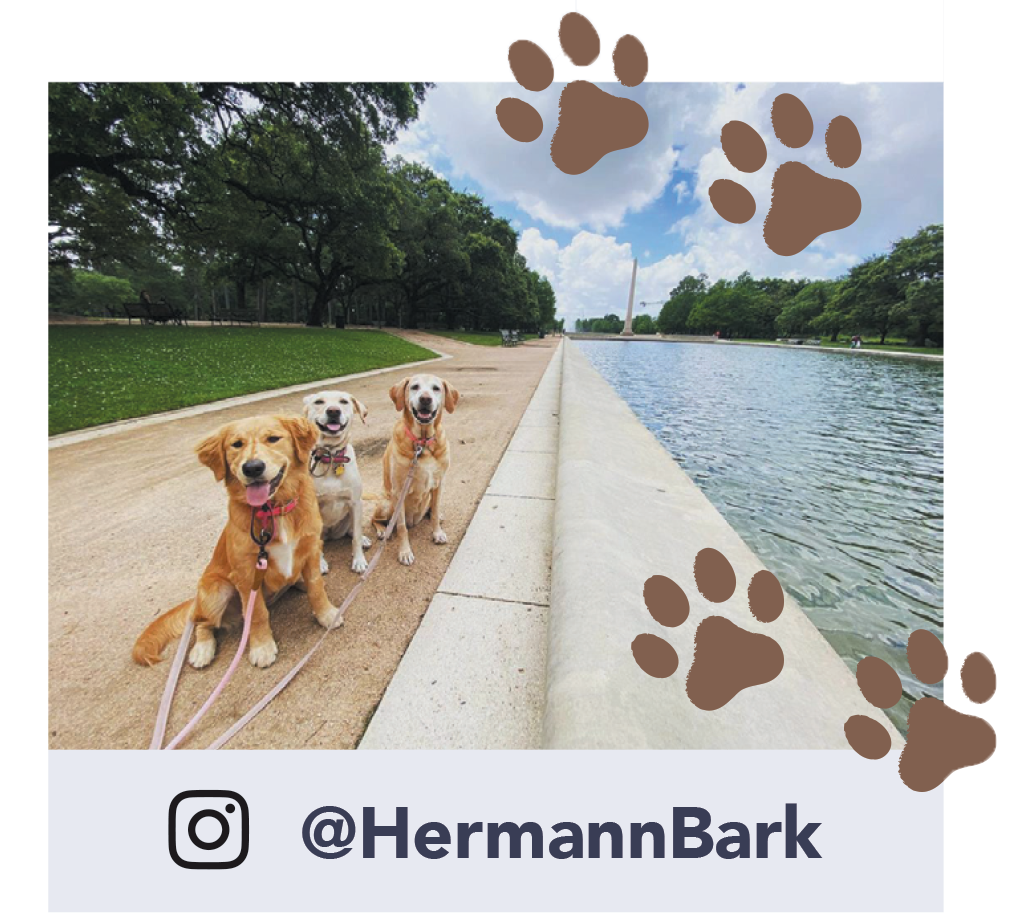 The Dog Park Massacre. Lesson 35: Run like the wind, Keke!, by Ken Van  Camp, Keke's Guide to Training Your Human, Sep, 2023