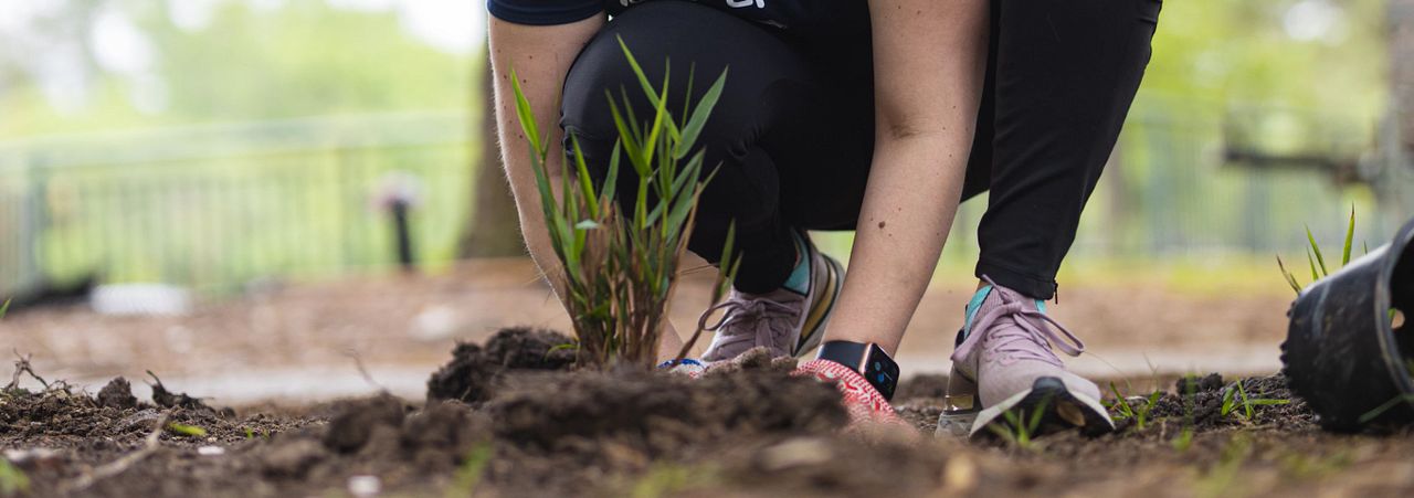 Volunteer planting