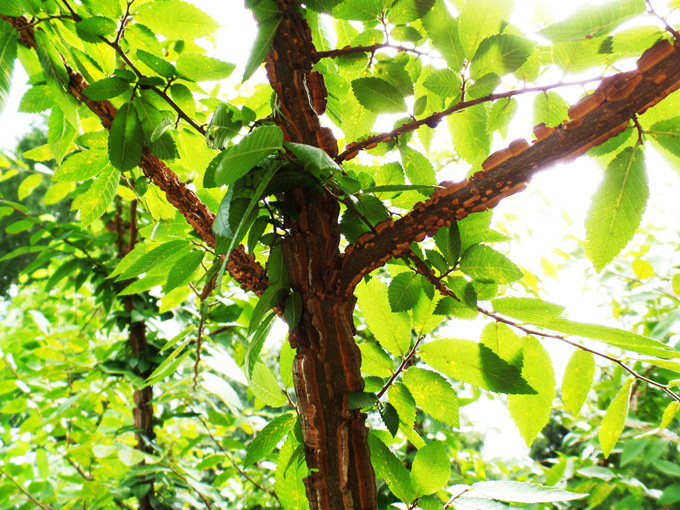 Cedar Elm (Ulmus crassilolia)