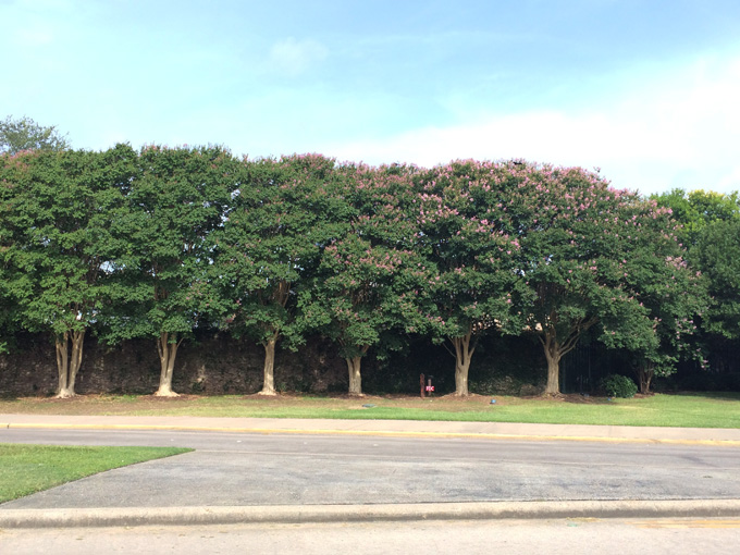 Crape Myrtle (Lagerstroemia indica)